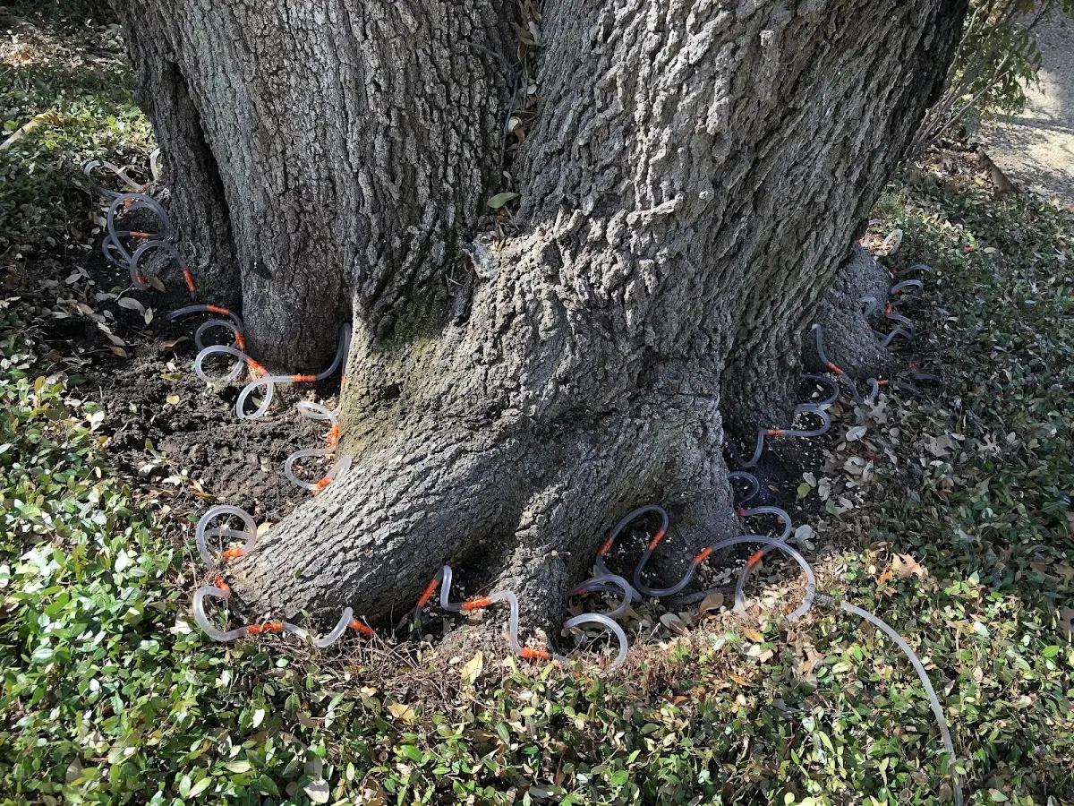 Detailed Tree Cabling and Bracing job site in Lincoln Park