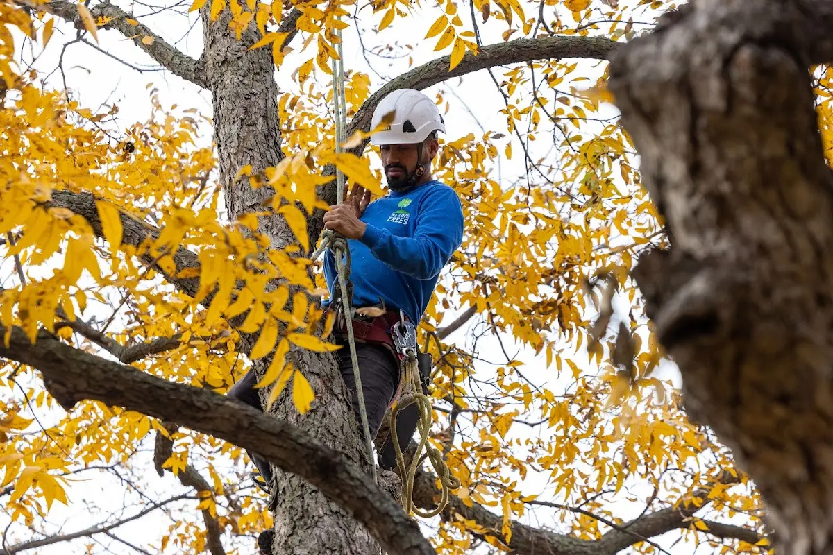 Skilled Tree Pruning crew working in Lincoln Park